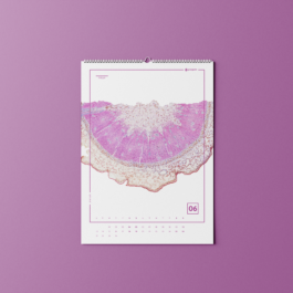 Luise Ivandić — Communication Design