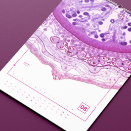 Luise Ivandić — Communication Design