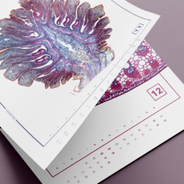 Luise Ivandić — Communication Design